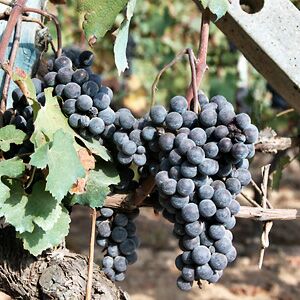 Пьемонтские вина, виноград Неббиоло
