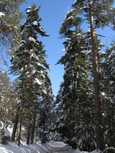 Горнолыжный курорт Боровец, Болгария