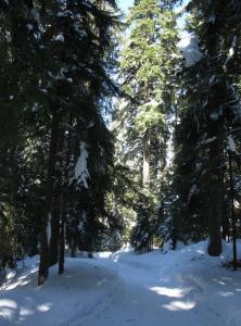 Парк Царска Бистрица, Боровец, Болгария