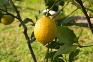 Лимоны из Ментоны, Франция