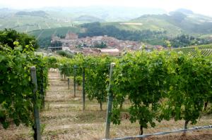 Пьемонтские вина, виноградники в Бароло