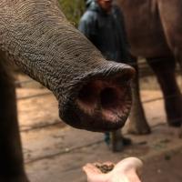 Кормление слона в зоопарке Гамбурга, Германия