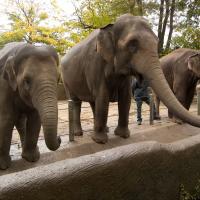 Грустные слоны в зоопарке Гамбурга, Германия